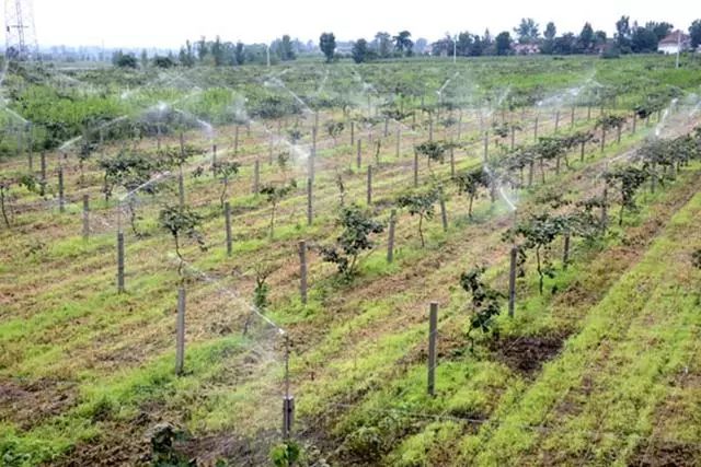 Palm farm irrigation